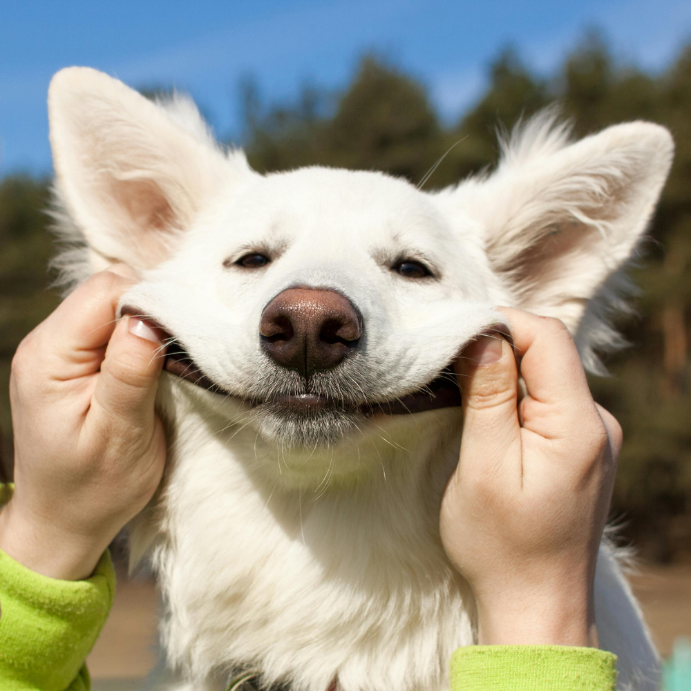 Pet Necessities