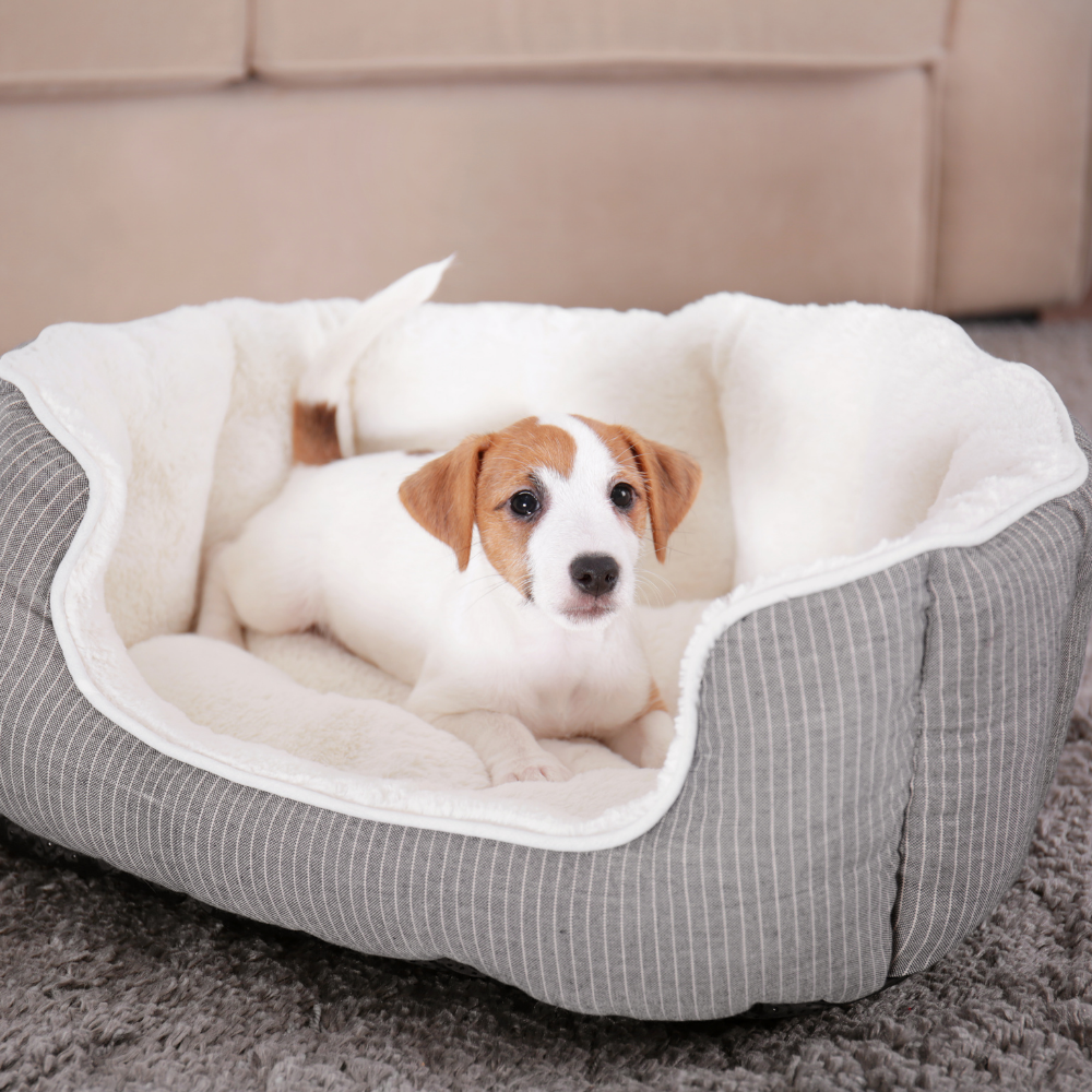 Pet Bed & Clothing
