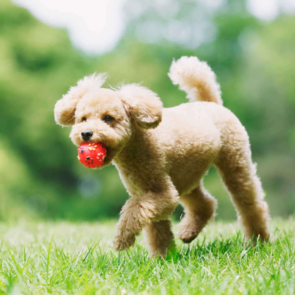 Pet Toys