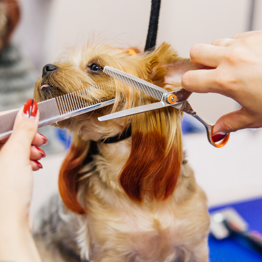 Pet Grooming