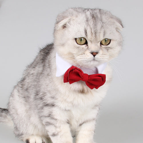 Crimson Butterfly Pet Tie