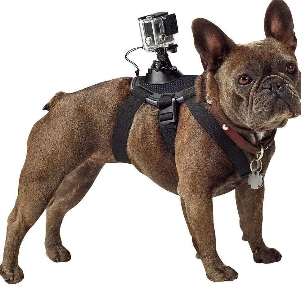 Pooch Adventure Harness - Comfort & Capture